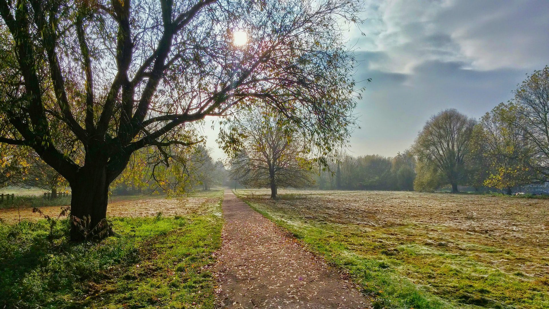 Sunlit path through scenic autumn park